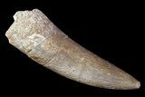 Fossil Plesiosaur (Zarafasaura) Tooth - Morocco #81922-1